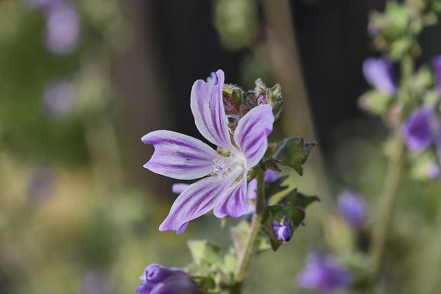 flower, garden, plant, spring, flowers, petals, flora, flowering HD wallpaper