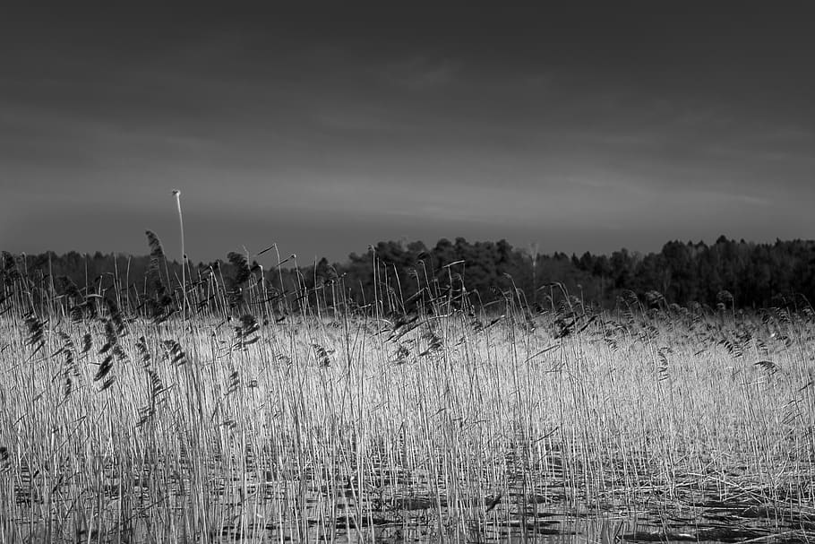 black white, trees, nature, landscape, reeds, plant, growth HD wallpaper