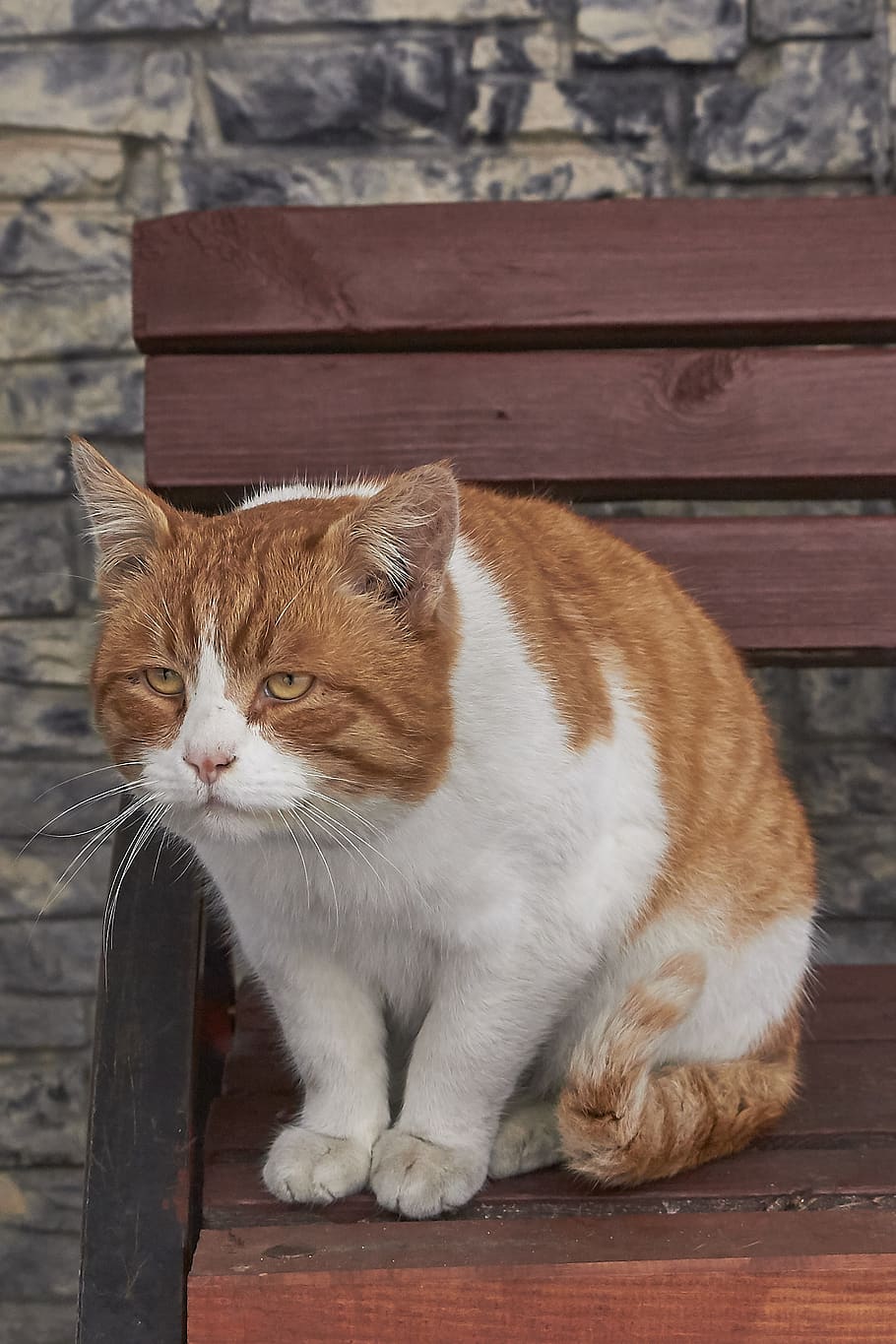 cat, red, grumpy, redhead, predator, wild, eyes, mammal, portrait HD wallpaper