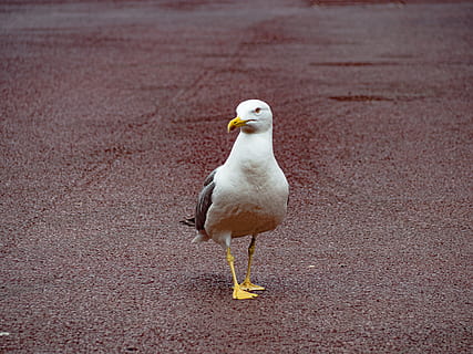 bird, animal, seagull, beak, tarmac, asphalt, albatross, waterfowl HD wallpaper