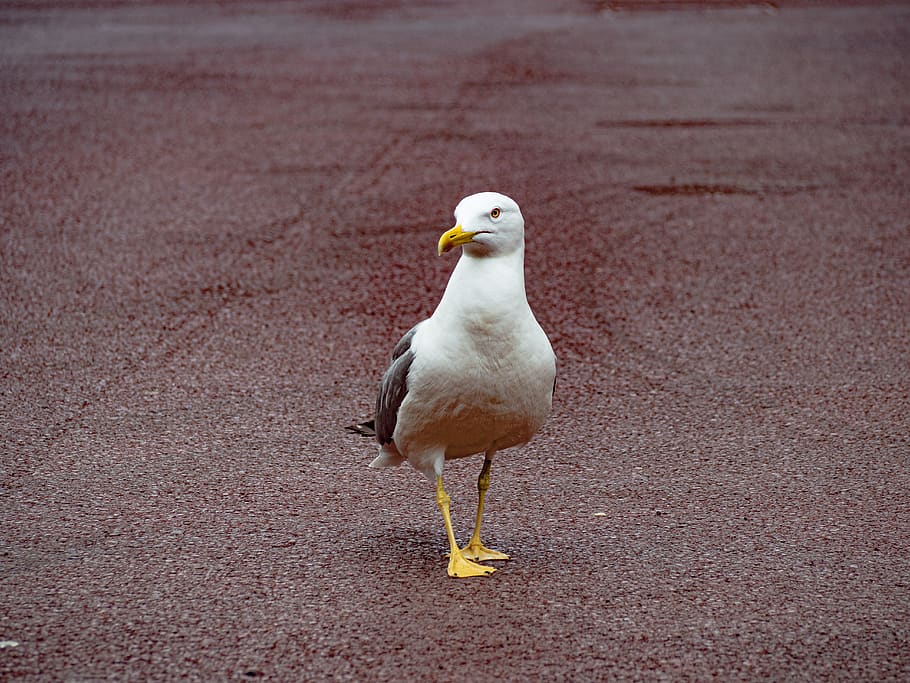 bird, animal, seagull, beak, tarmac, asphalt, albatross, waterfowl HD wallpaper