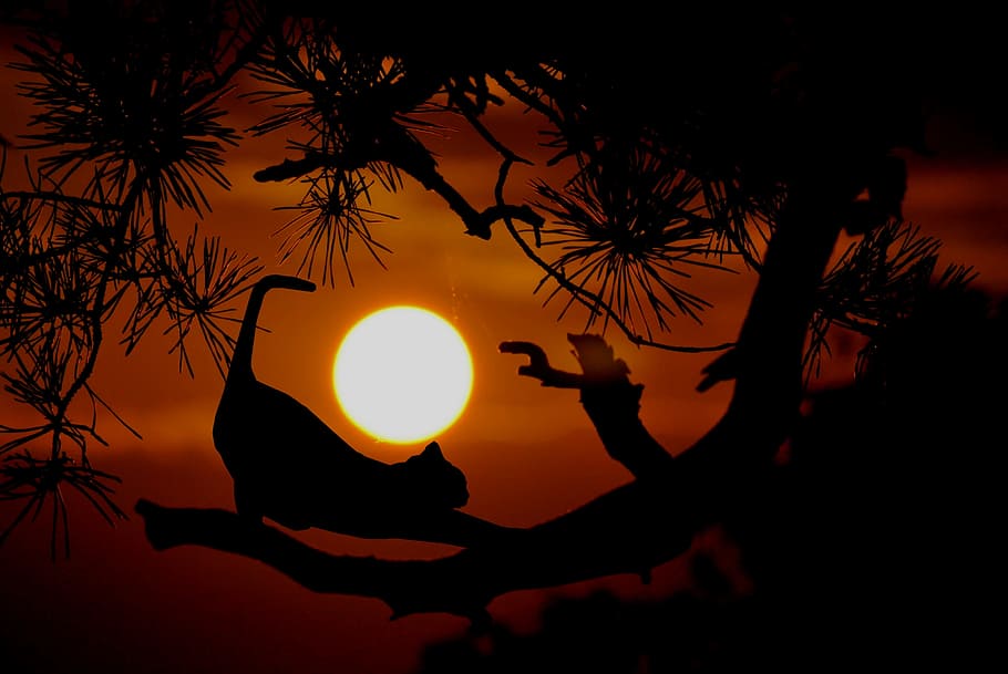 Cat stretching along tree limb, with setting sun in background. HD wallpaper