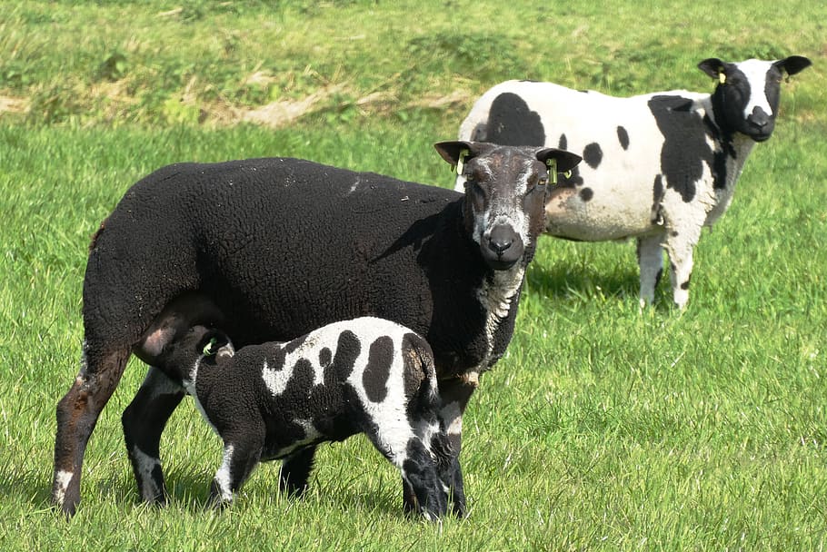 sheep, lambs, pasture, cattle, grass, meadow, spring, black white HD wallpaper