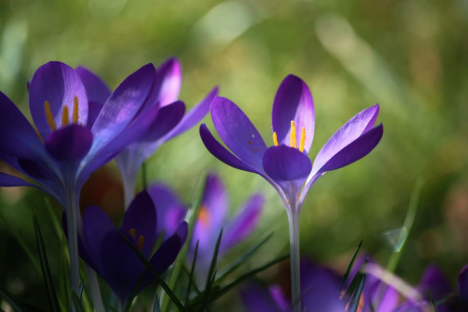 crocus, nature, fragrance, garden, flower, fresh, blooming HD wallpaper