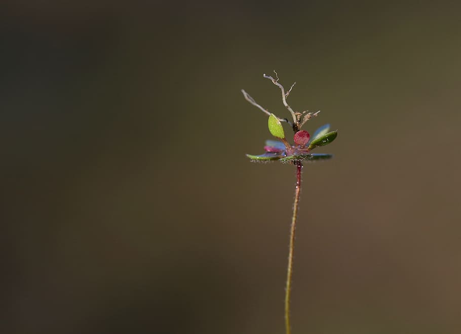 flower, root, macro, small, green, nature, flowering plant HD wallpaper