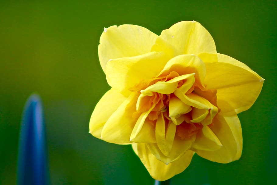 spring, narcissus, daffodil, flower, yellow, easter, plant HD wallpaper