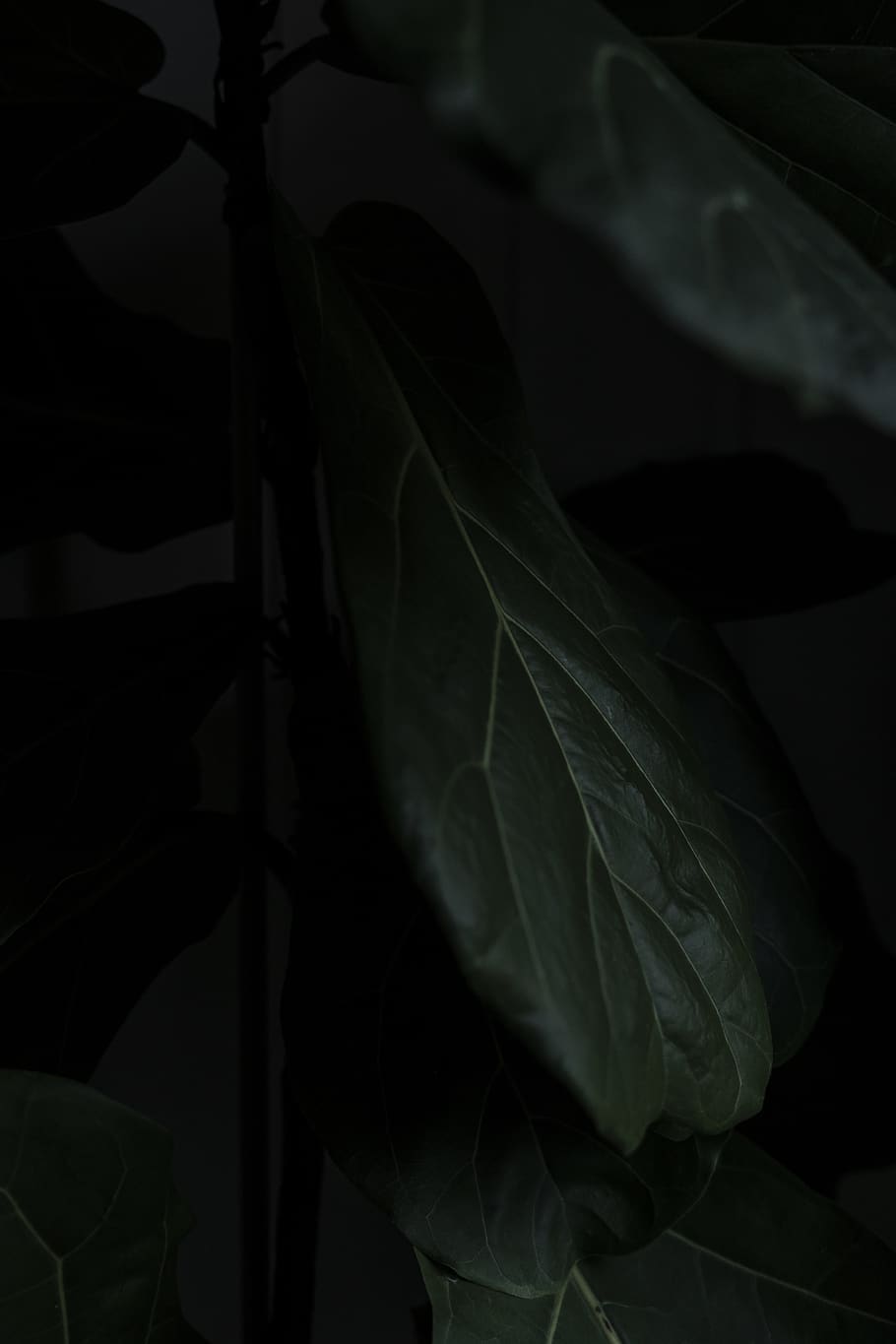 green plant, leaf, plant part, growth, close-up, no people, nature HD wallpaper