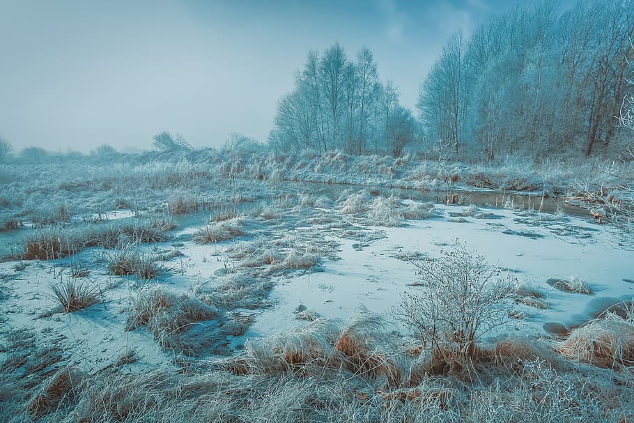 winter, cold, stream, frost, fog, plant, cold temperature, tree HD wallpaper