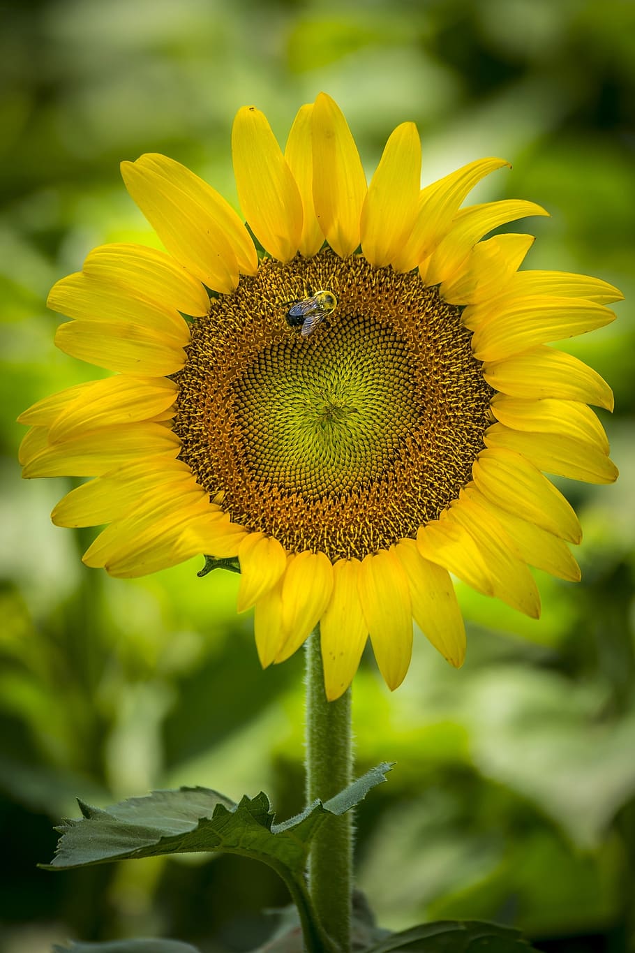 sunflower, bee, yellow, bloom, blossom, petals, landscape, outdoors HD wallpaper