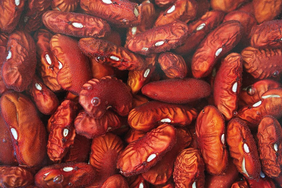 dried brown seeds, food, bean, person, human, people, flora, plant HD wallpaper