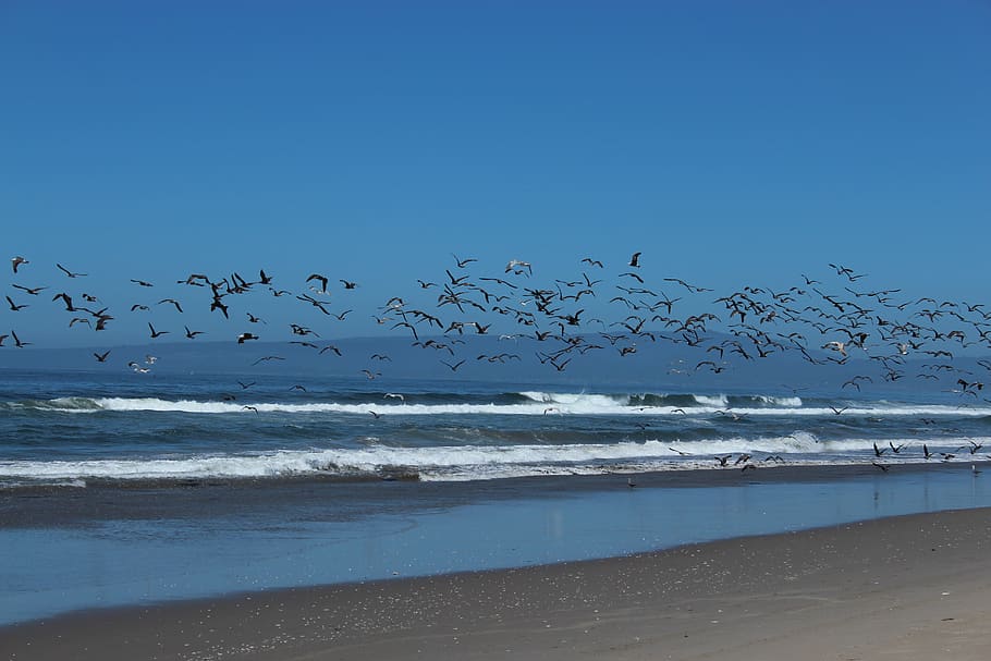 seagull, ocean, beach, birds, flying, coast, wildlife, animal themes HD wallpaper