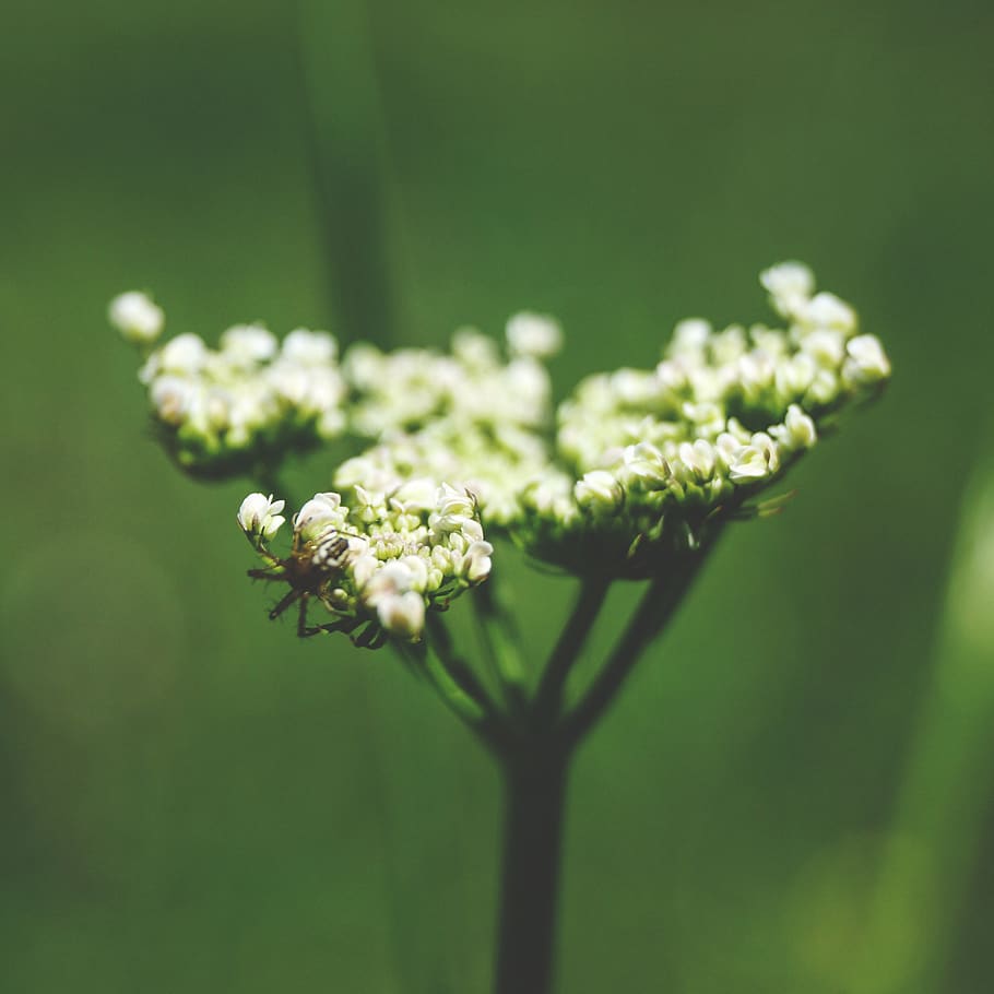 spider, close-up, macro, white, flower, bugs, green, summer HD wallpaper