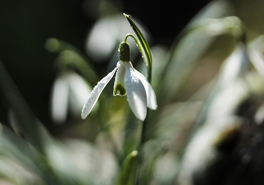 snowdrop, spring, flower, bloom, nature, white, blooms at, green HD wallpaper
