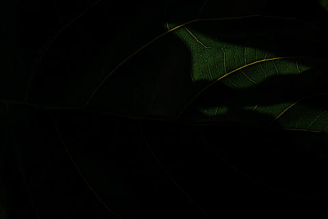 green leaf plant, light, nature, veins, shadows, leaf detail HD wallpaper