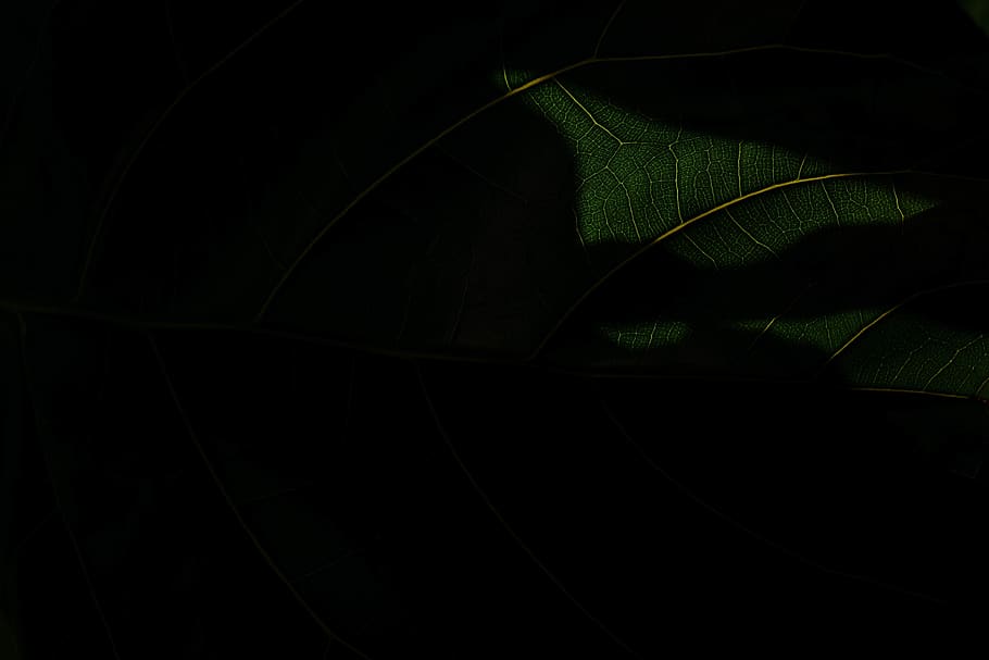 green leaf plant, light, nature, veins, shadows, leaf detail HD wallpaper