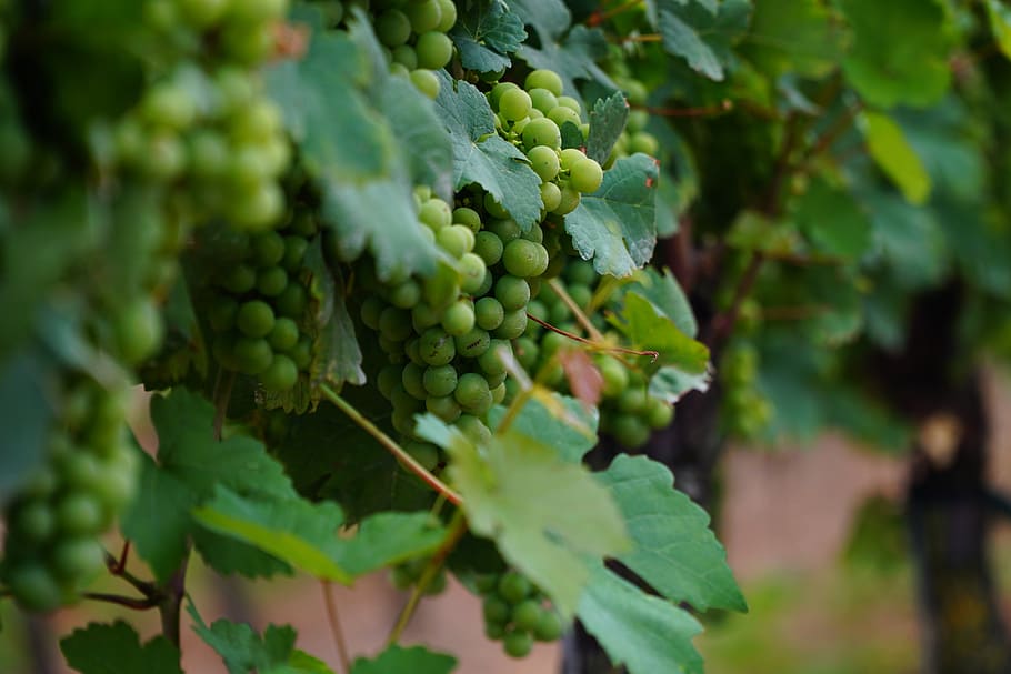 wine leaf, vines, winegrowing, vine leaves, grapevine, vineyard HD wallpaper
