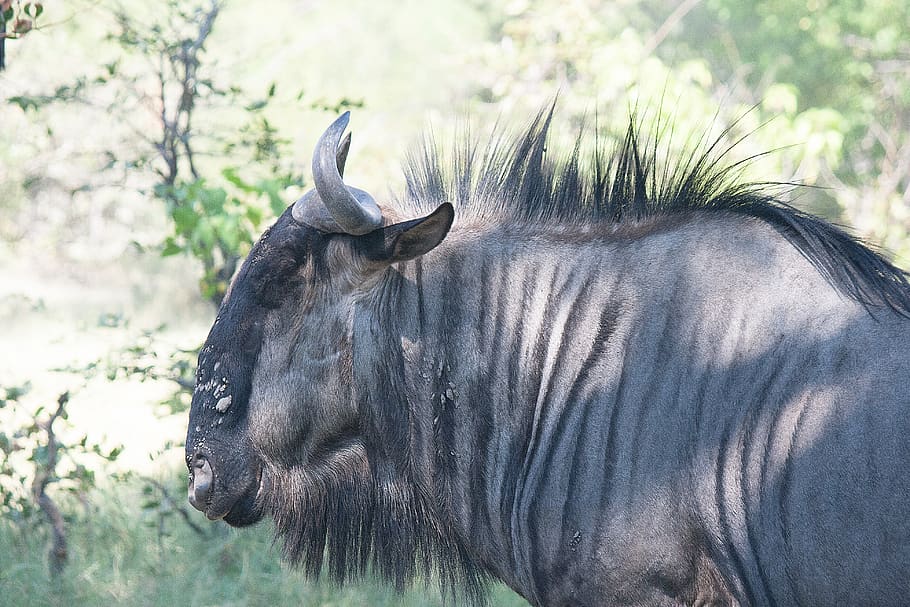blue wildebeest, animal, grey, horned, common wildebeest, antelope, HD wallpaper