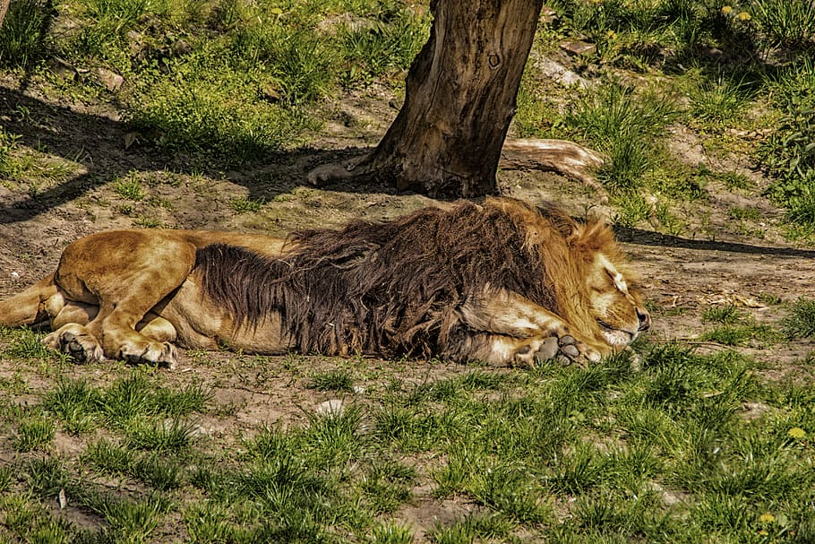 lion, sleep, rest, predator, cat, mammal, plant, animal themes HD wallpaper