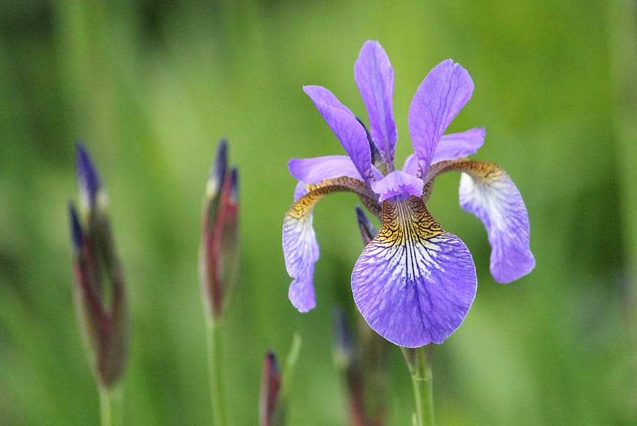 iris, purple, plant, spring, park, garden, schwertliliengewaechs HD wallpaper