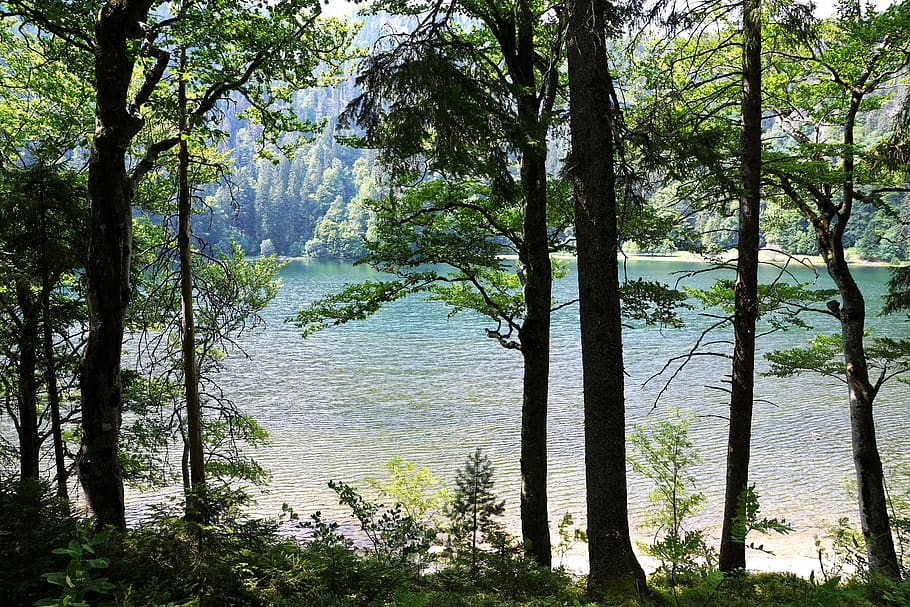 forest, feldberg, landscape, mountain, germany, fun, hill, resort HD wallpaper