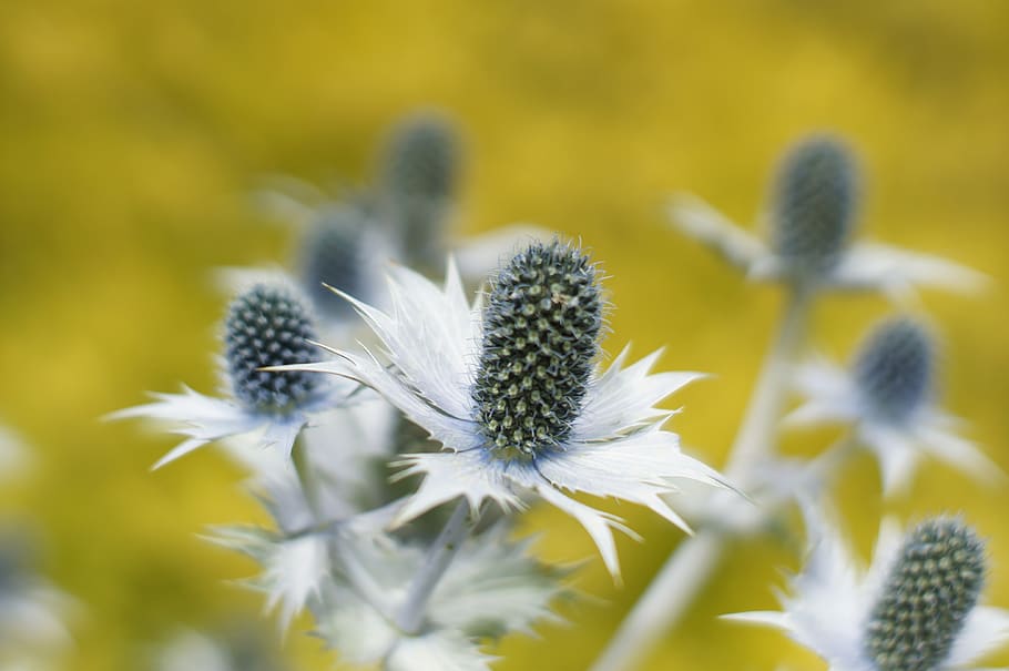 thistle, yellow, close, flower, flowering plant, beauty in nature HD wallpaper