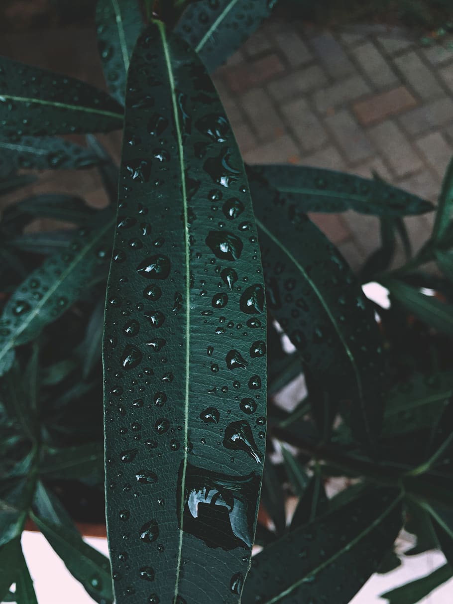 Green Leaf With Water Dew, close-up, colors, environment, fresh HD wallpaper
