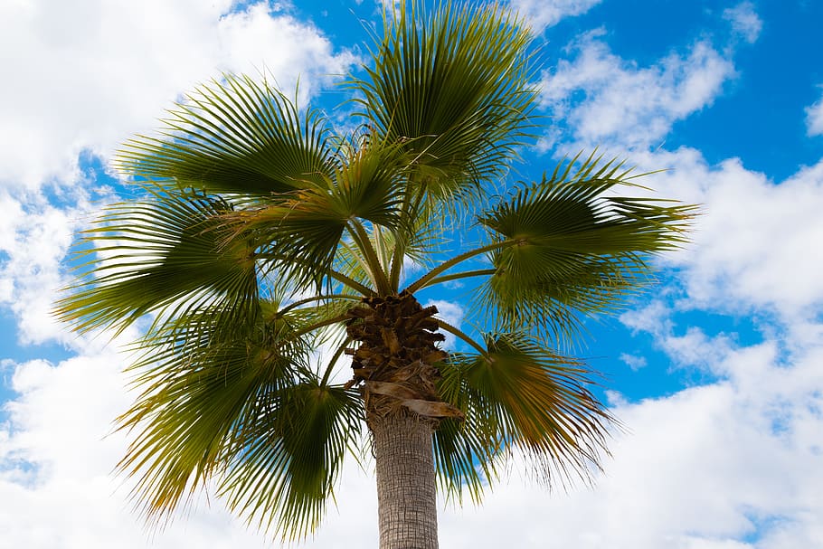 spain, majorca, summer, palm tree, sky, travel, green, blue HD wallpaper