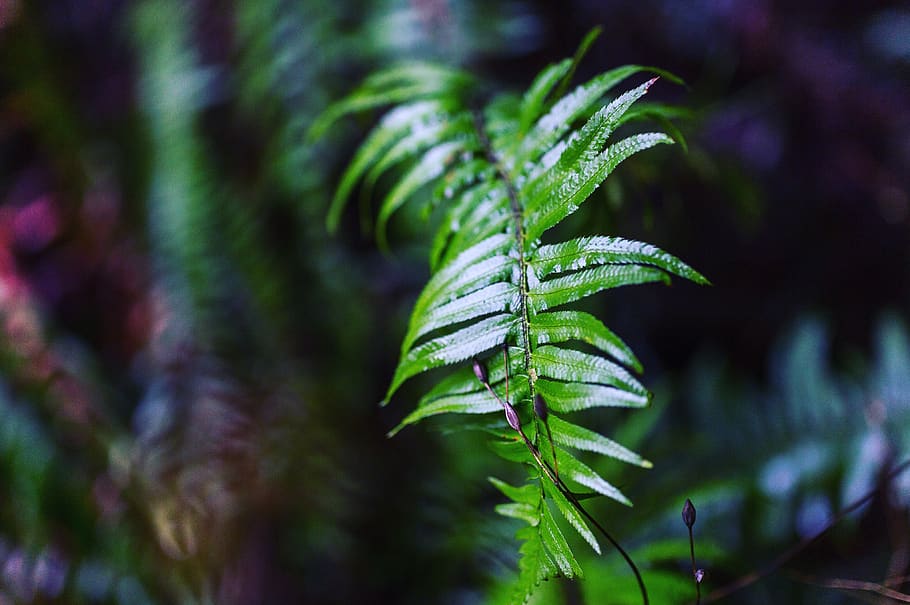 forest, plant, green color, growth, leaf, nature, plant part HD wallpaper