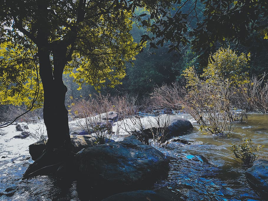 River and Tree, cold, daylight, environment, ice, landscape, nature HD wallpaper