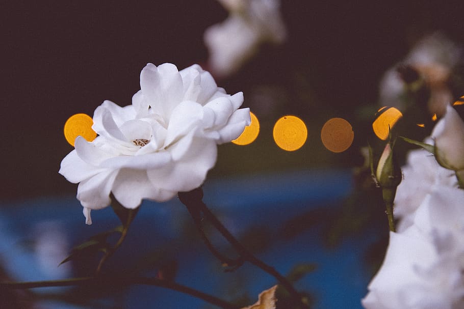White Petaled Flower, beautiful, blooming, bright, delicate, selective focus HD wallpaper