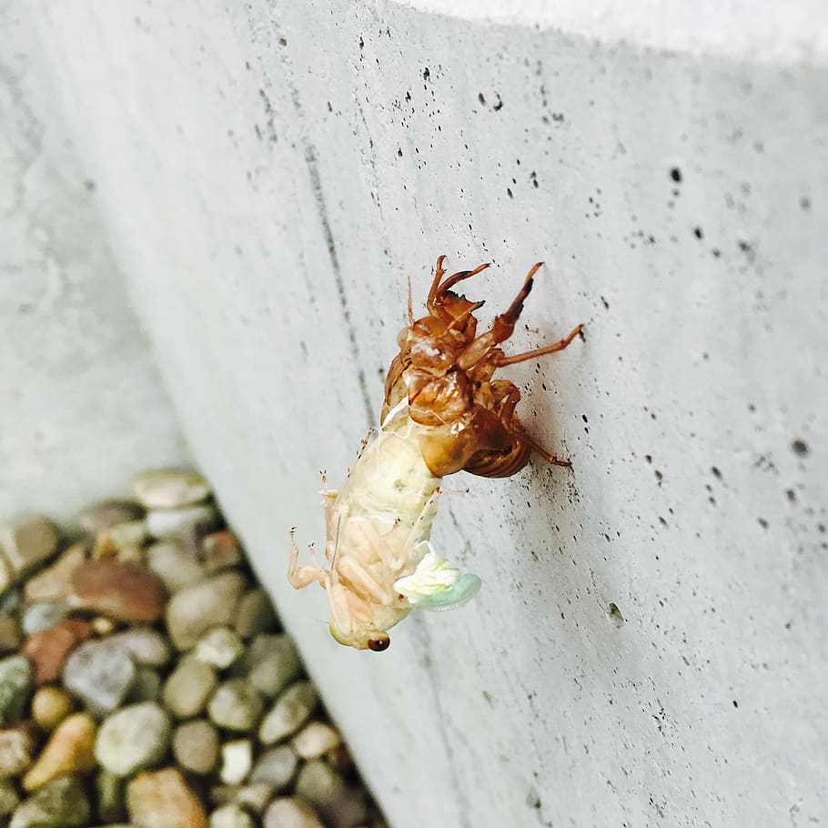cicada, insect, emergence, animal wildlife, animals in the wild HD wallpaper