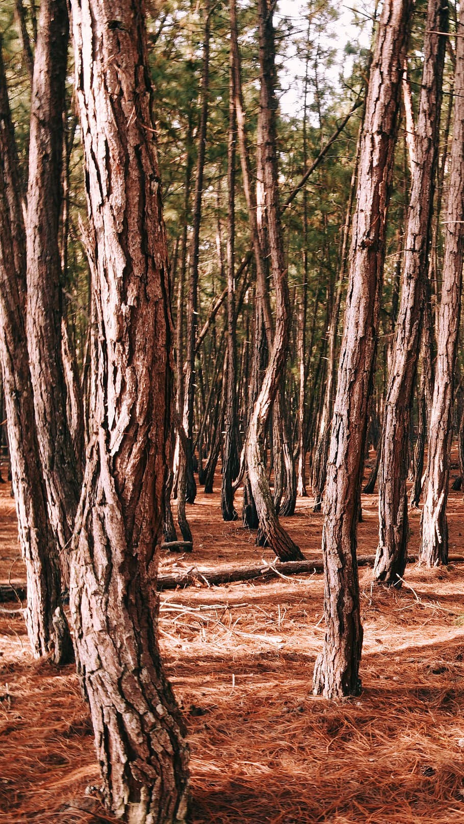 woods, forest, wanderlust, tree, tree trunk, plant, nature HD wallpaper