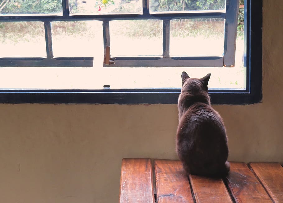 brazil, extrema, cat, window, zen, one animal, mammal, animal themes HD wallpaper