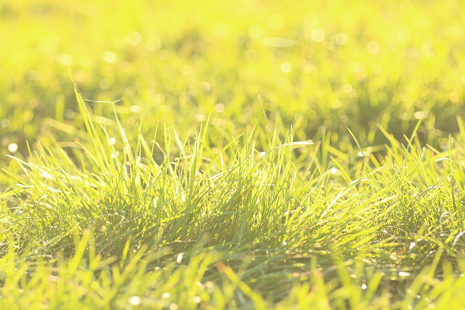 shine, sunset, green, grass, meadow, plant, selective focus HD wallpaper