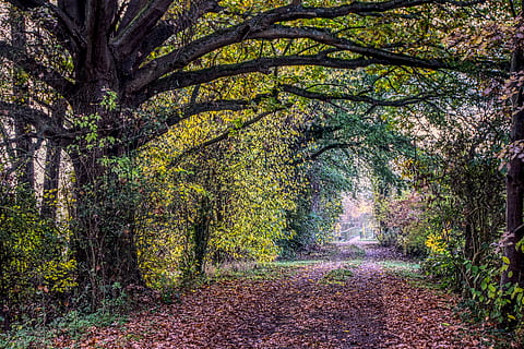 forest path, road, avenue, bridge, leaves, autumn, tree, branch HD wallpaper