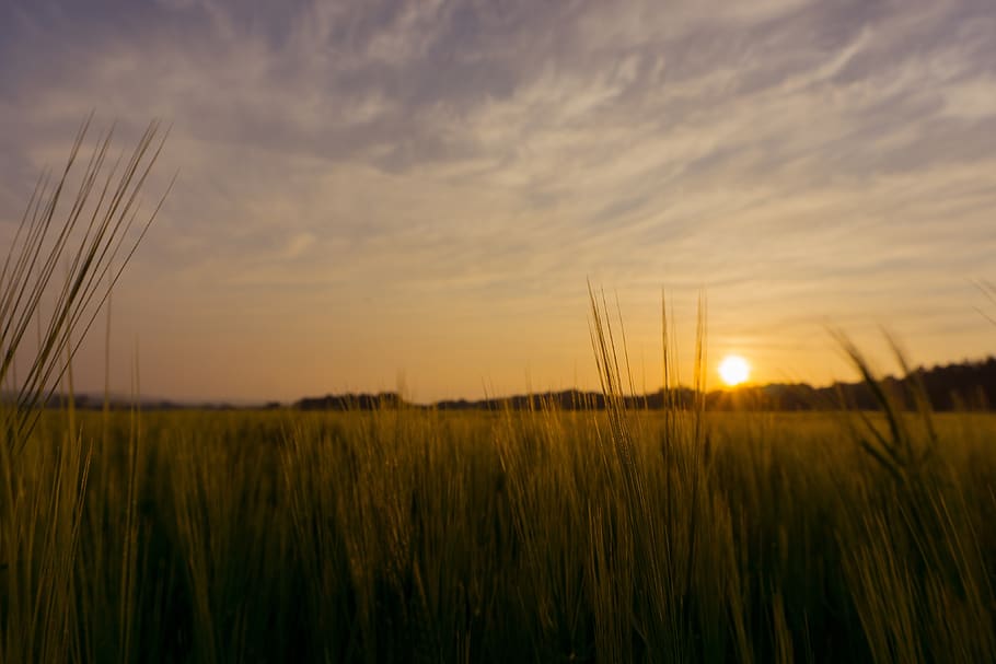 sun, sunset, field, orange, cereals, grain, meadow, sky, landscape HD wallpaper