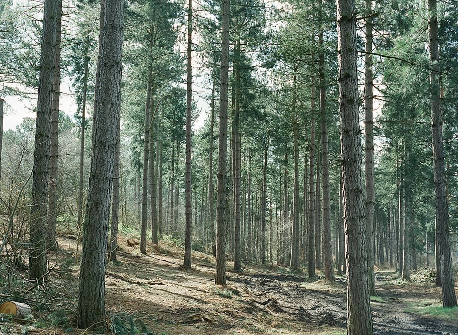 Green Forest, conifer, evergreen, landscape, nature, pines, trees HD wallpaper