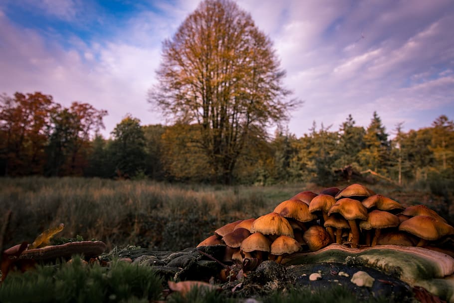 autumn, trees, forest, nature, magic, plant, sky, land, no people HD wallpaper