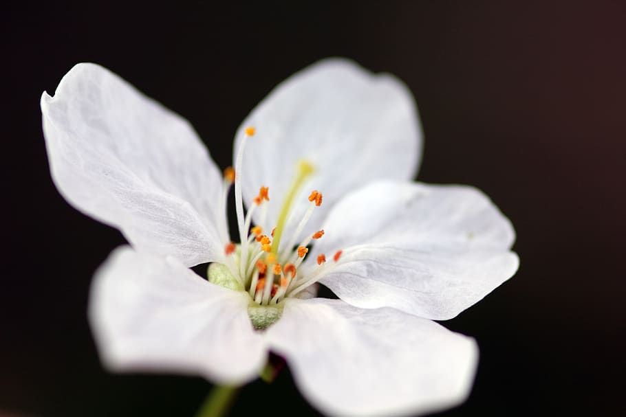 Close-up Photography of White Cherry Blossom, beautiful, bloom HD wallpaper