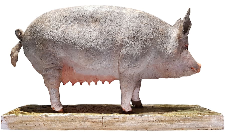 pig, model, agriculture, swine, sow, animal, mammal, animal themes