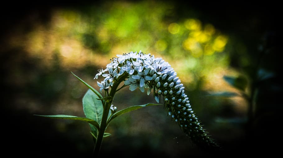 flower, spring, plant, beauty in nature, freshness, flowering plant HD wallpaper