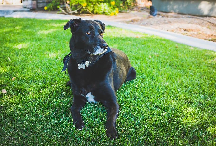 pet, dog, one animal, grass, mammal, animal themes, pets, domestic HD wallpaper