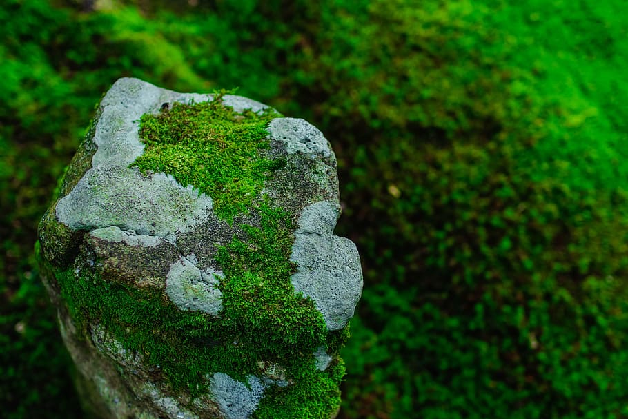 moss, green, natural, stone, forest, vegetation, background HD wallpaper