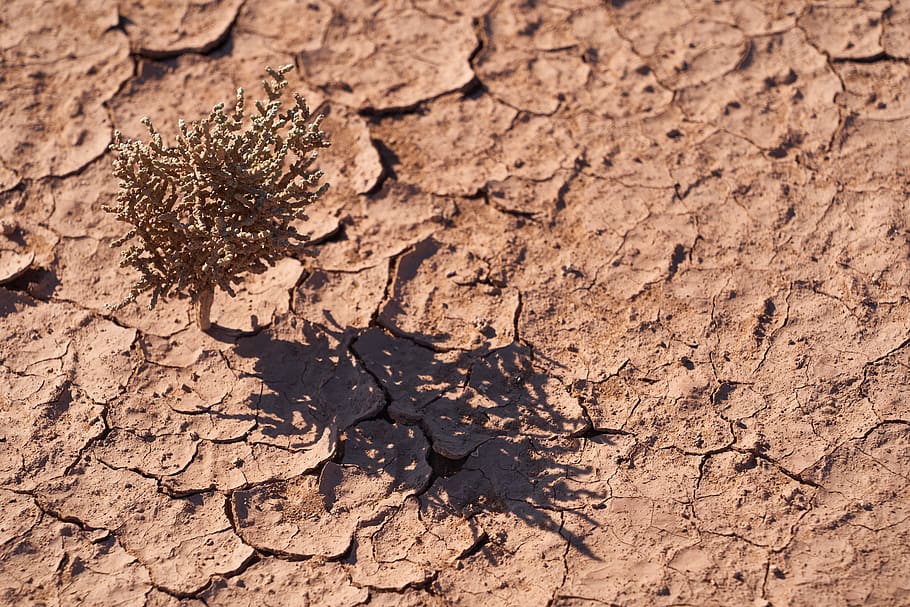 plant on the desert photography, soil, ground, mud, live, small, HD wallpaper