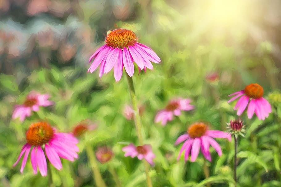 pink, daisy, fresh, flower, nature, fragrance, garden, blooming HD wallpaper