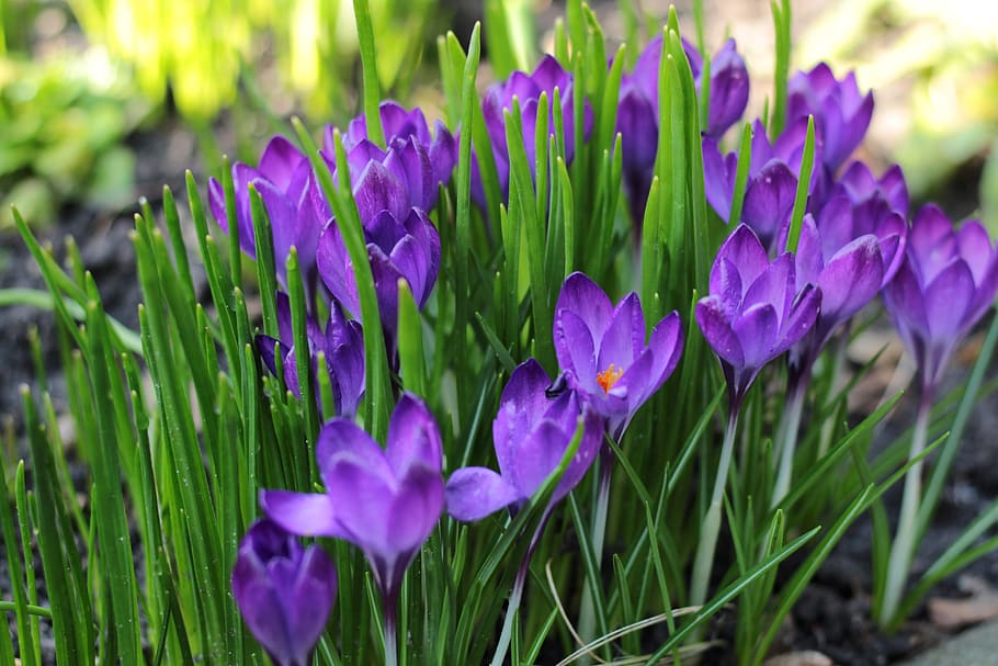 crocus, blue, spring, flowers, violet, spring flower, garden HD wallpaper