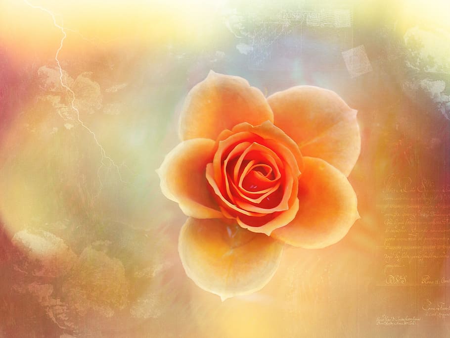 rose, flower, edit, fragrance, nature, fresh, orange, rose - flower HD wallpaper