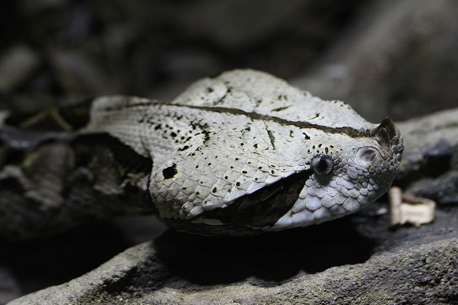 snake, face, viper, close up, scale, eyes, zoo, reptile, skin HD wallpaper