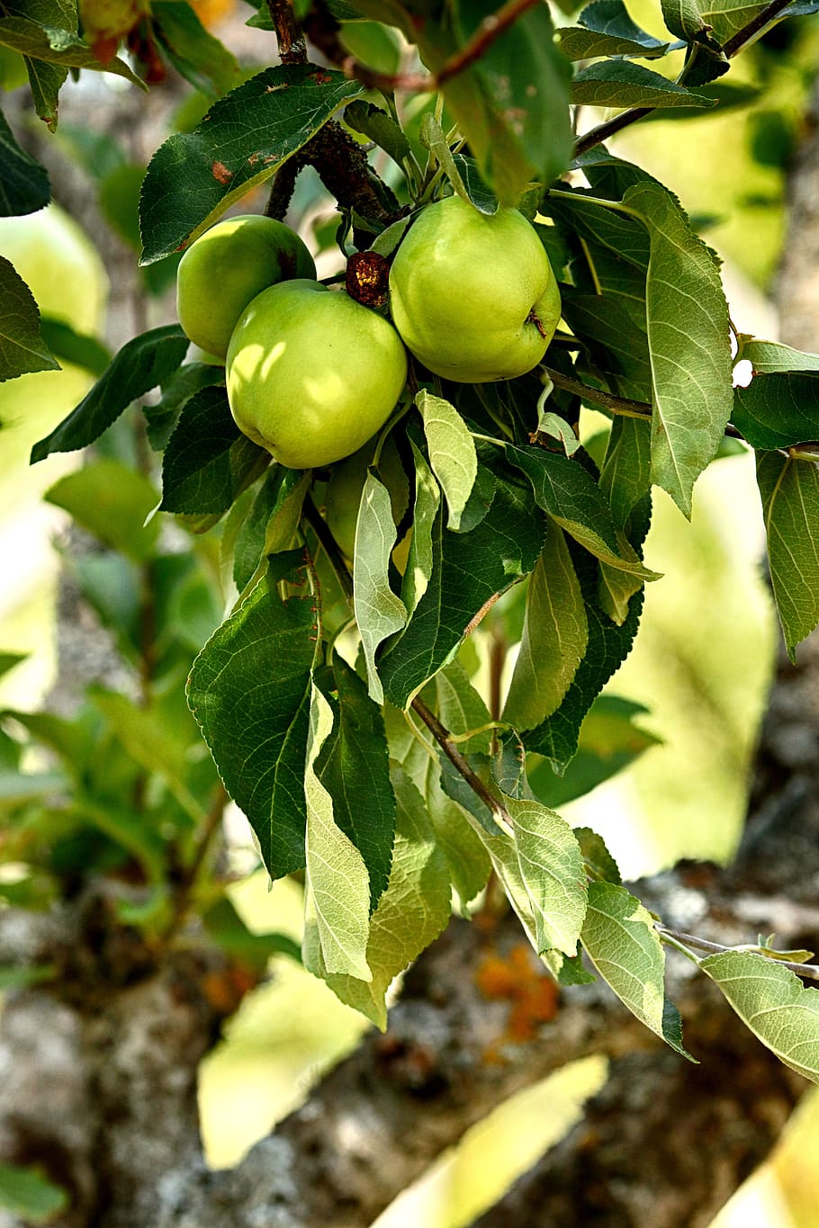 apples, fruit, nature, apple tree, leaf, plant part, food and drink HD wallpaper
