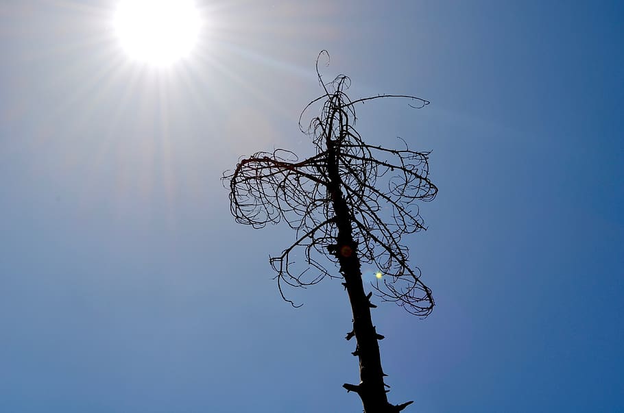 sun light, tree, forest, nature, landscape, sky, blue, scenic HD wallpaper